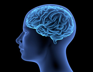 The Human Body - Brain