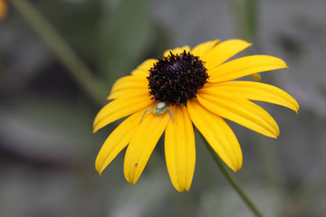 Insect on a flower Echinacea paradoxa Britton