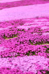 Fototapeta premium 芝桜