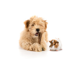 Chiot et cochon d'inde