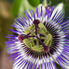 Purple passiflora flower