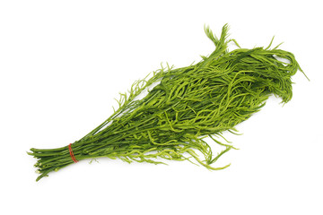 Acacia pennata on white background