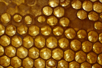 honeycomb on frame with fresh honey