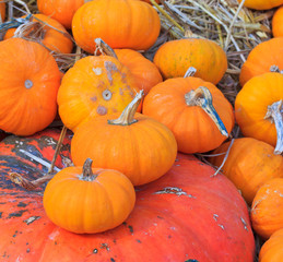 Pumpkin variety