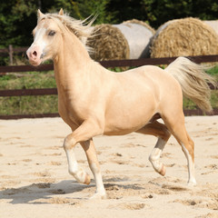 Obraz na płótnie Canvas Gorgeous palomino stallion running