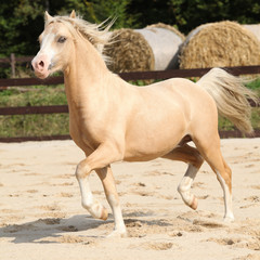 Gorgeous palomino stallion running