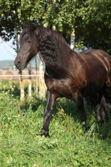 Beautiful friesian horse wit long mane
