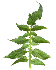 Tomatoes leaf isolated