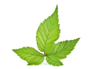 Blackberry leaf isolated