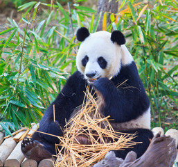 Obraz premium Panda