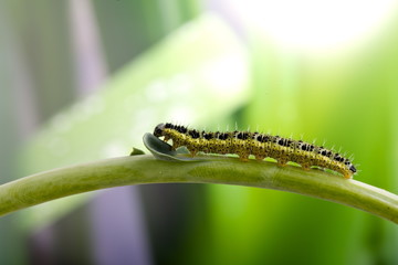 bruco cavolo Pieris Brassicae