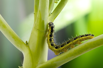 bruco cavolo Pieris Brassicae