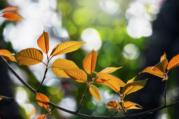 Autum leaves