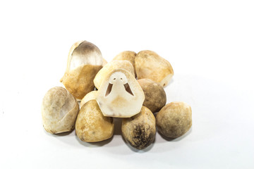 Fang mushrooms on white background