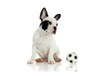 french bulldog on white background