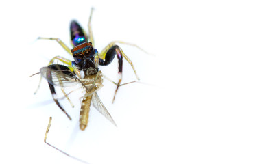 Jumping spider