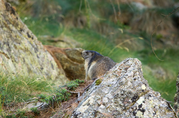 Marmotta in piedi sulla pietraia, ritratto, primo piano