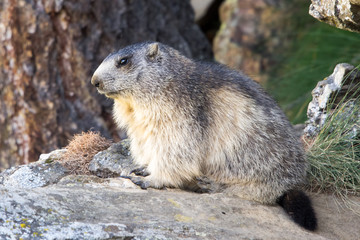 Marmotta in piedi sulla pietraia, ritratto, primo piano