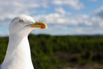 Seagull