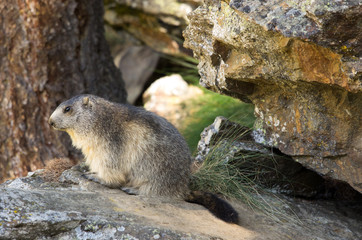 Marmotta in piedi sulla pietraia, ritratto, primo piano