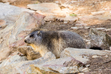 Marmotta in piedi sulla pietraia, ritratto, primo piano
