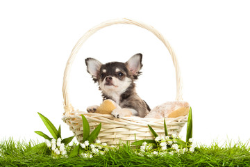 Fototapeta premium chihuahua isolated on white background