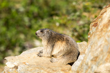 Marmotta in piedi sulla pietraia, ritratto, primo piano