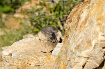 Marmotta si lava sulla pietraia, ritratto, primo piano