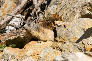 Marmotta esce dalla tana, ritratto, primo piano