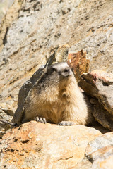 Marmotta in piedi sulla pietraia, ritratto, primo piano