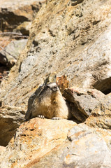Obraz premium Marmotta in piedi sulla pietraia, ritratto, primo piano