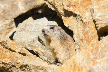 Marmotta in piedi sulla pietraia, ritratto, primo piano