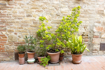 Fototapeta na wymiar Row of pots with plants on a brick wall background