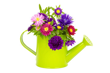 Bouquet of colorful asters flowers in a watering can © Miroslawa Drozdowski