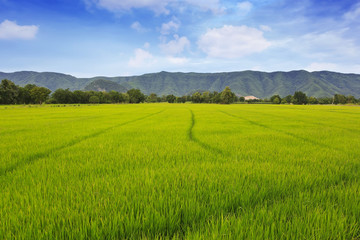 The rice fields in the country, Thailand