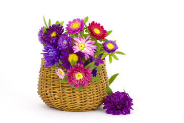 Bouquet of colorful asters flowers in a basket on white backgrou