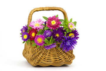 Bouquet of colorful asters flowers in a basket on white backgrou