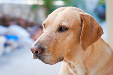 Portrait of family dog sitting looking in distance.