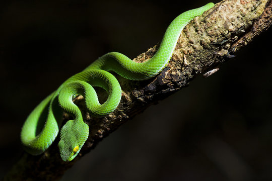 snake