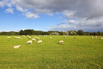 Fototapeta na wymiar yorkshire światy owce