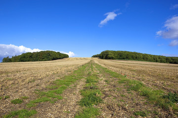 hillside stubble field