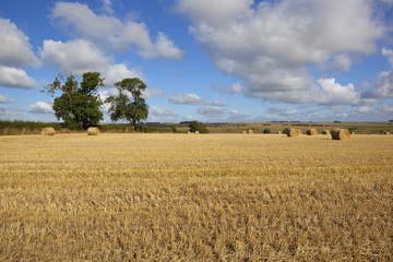 round bales at harvest time