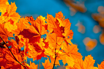 autumn leaves, very shallow focus