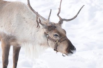 Reindeer