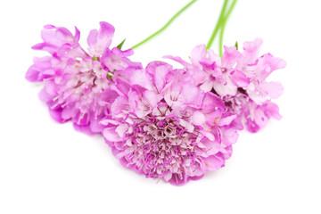 garden Scabiosa