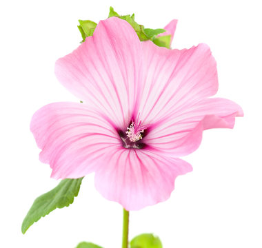 pink lavatera isolated on white
