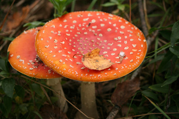 Toadstool mushrooms with leaf