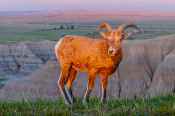Naklejka na ściany i meble Badlands Bighorn owiec na Sunrise