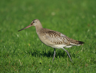 barge rousse de profil
