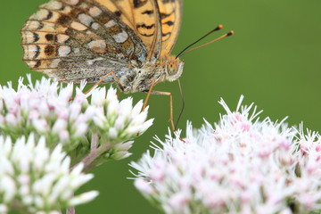 ミドリヒョウモンとヒヨドリソウ